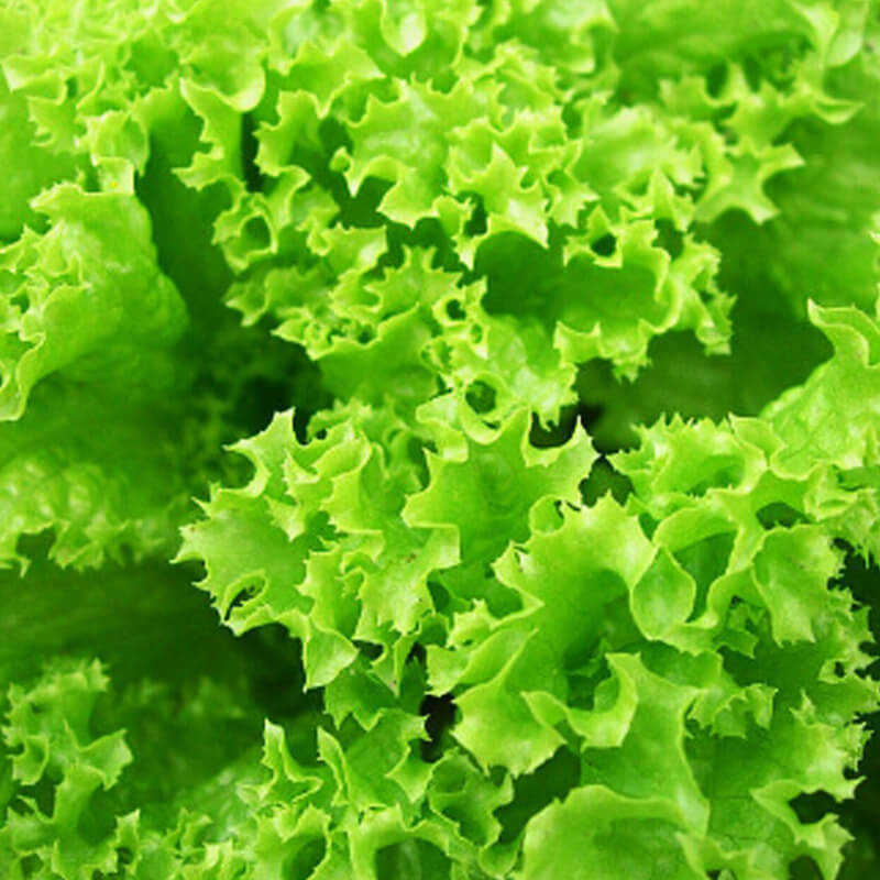 Салат Кучерявець одеський