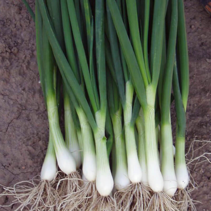 Цибуля на перо Параде