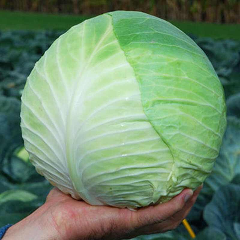 Капуста білоголова Центуріон F1