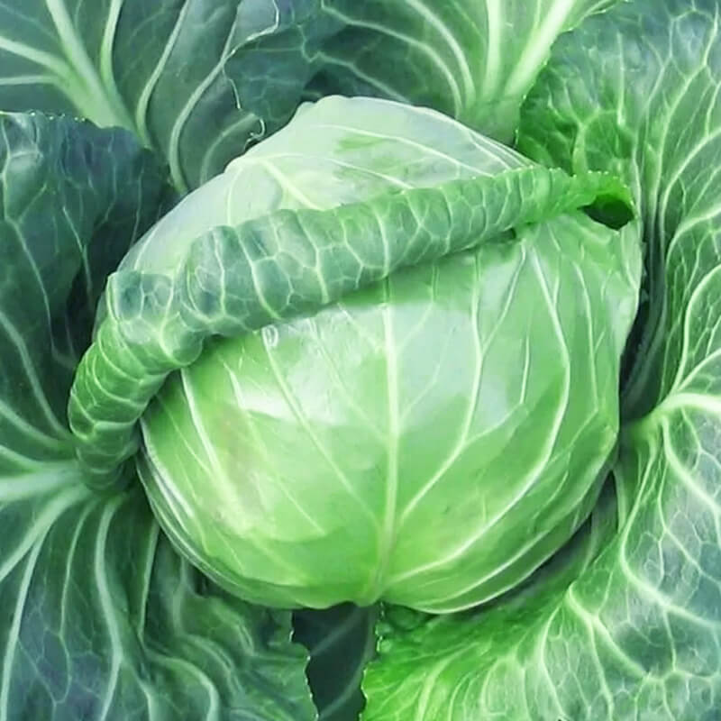 Капуста білоголова Етма F1