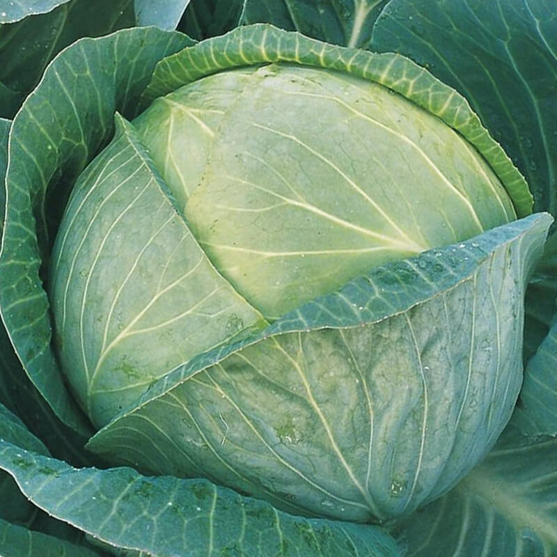 Капуста білоголова Мегатон F1