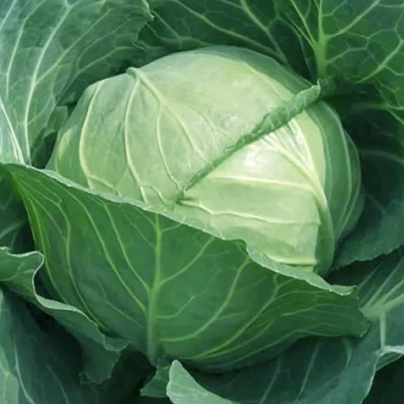 Капуста білоголова Парел F1