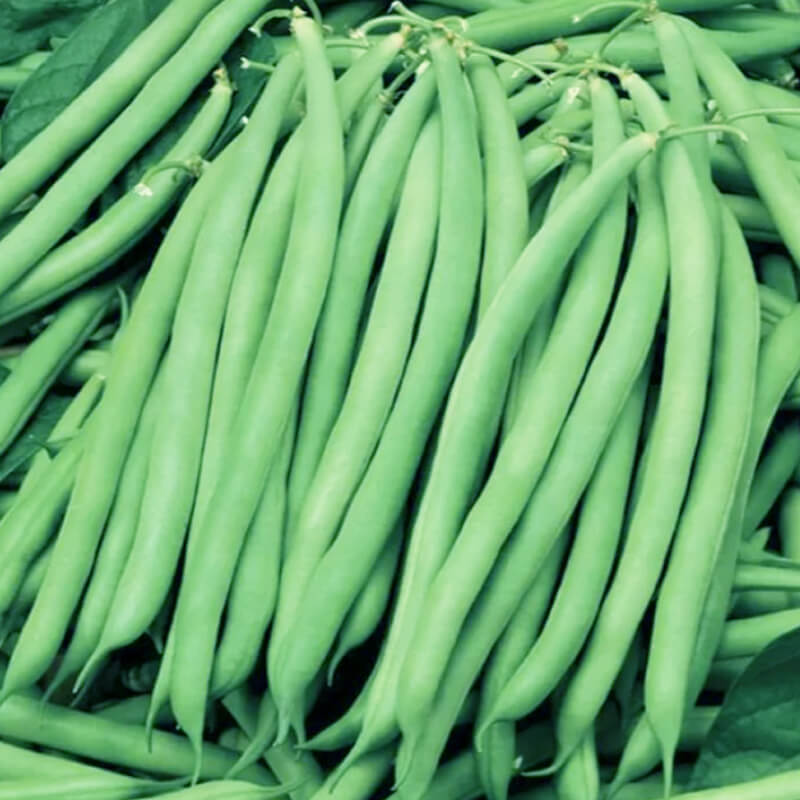 Квасоля спаржева кущова Серенгеті