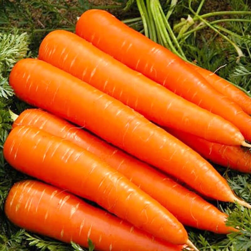 Морква Червоний велетень