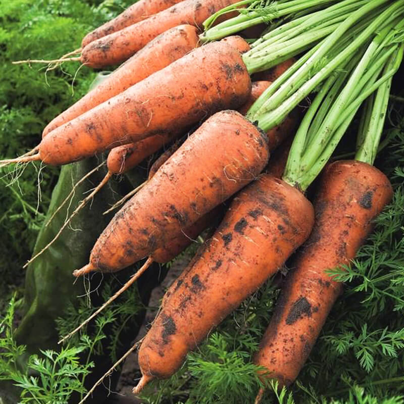 Морква Кордоба F1