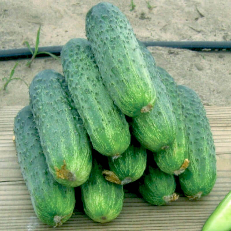 Огірок Аякс F1