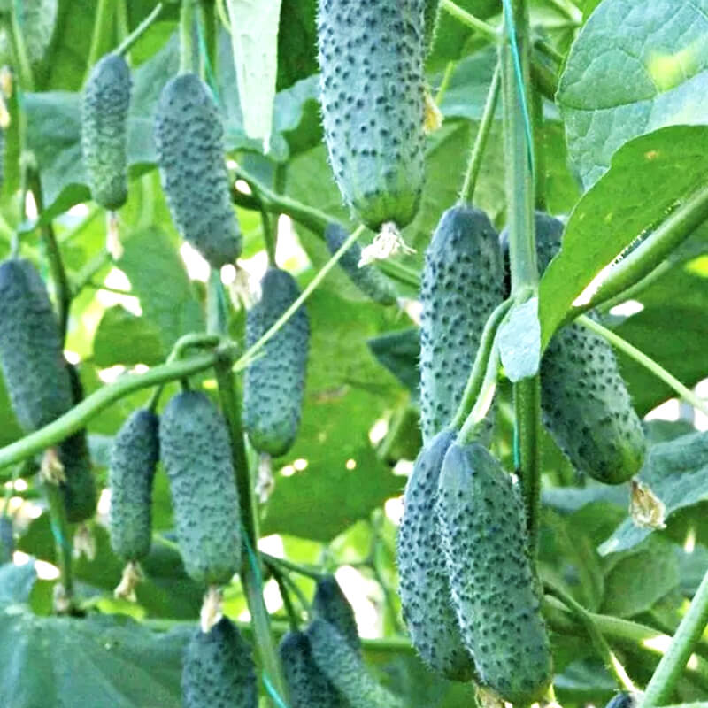 Огірок Дерія F1