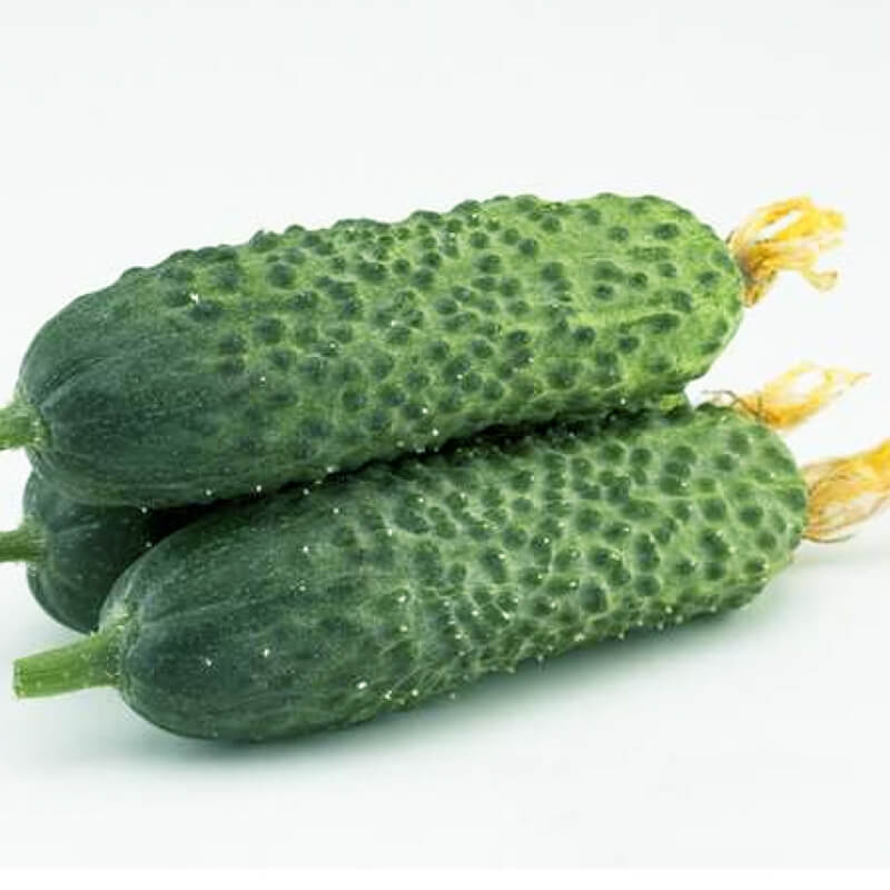 Огірок Директор F1