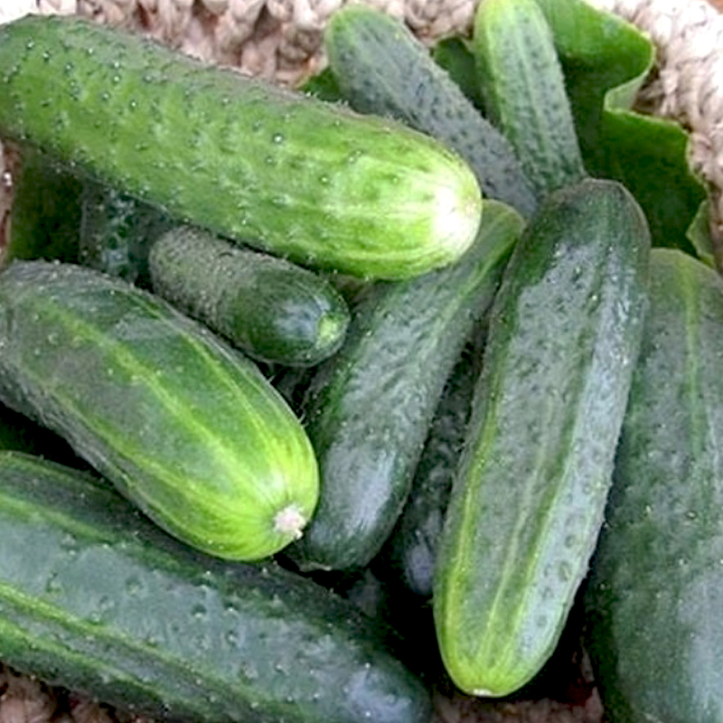 Огірок Гектор F1