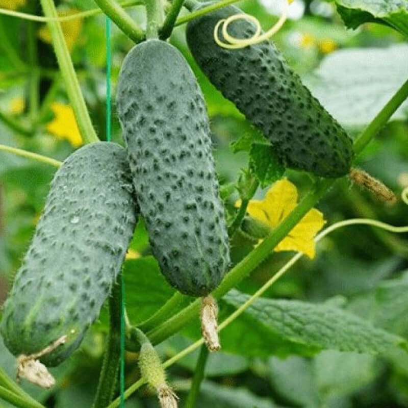 Огірок Кріспіна F1