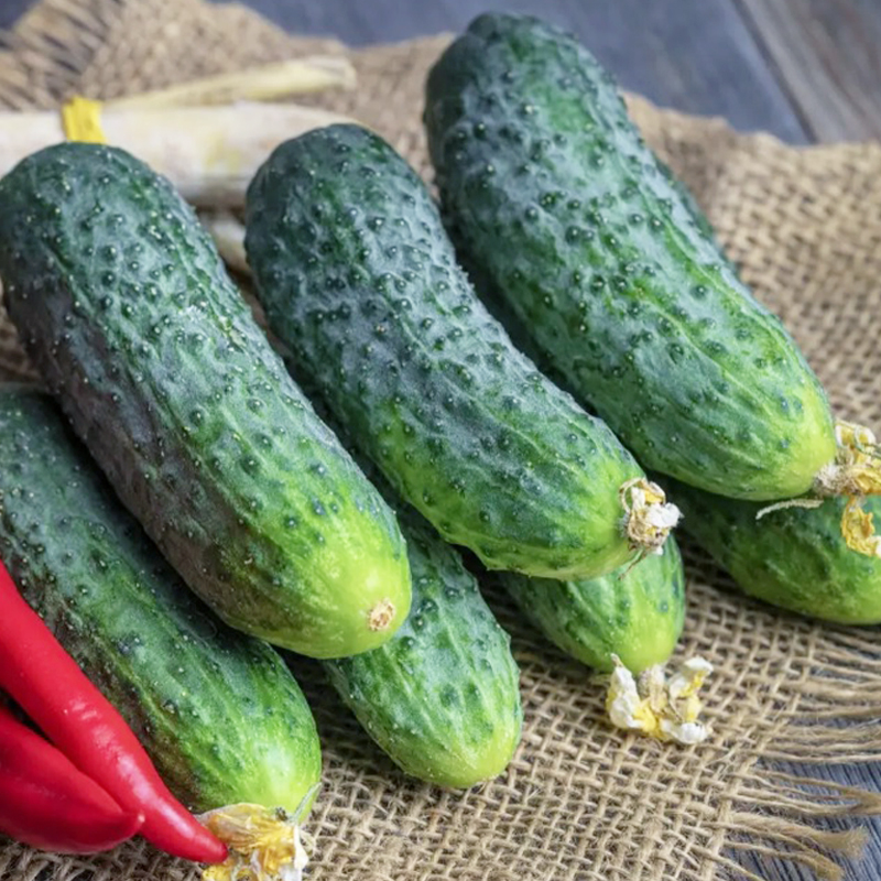 Огірок Ліст F1