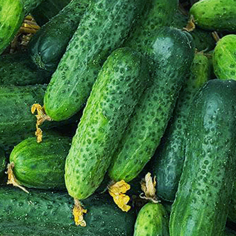 Огірок Пролікс F1