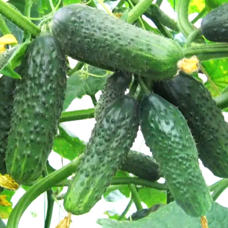 Огірок Сатіна F1