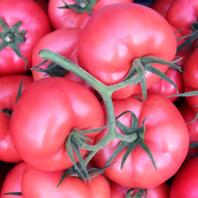 Томат Мамстон F1