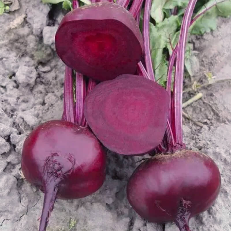 Буряк Водан F1