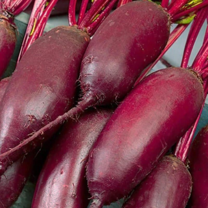 Буряк Опольський