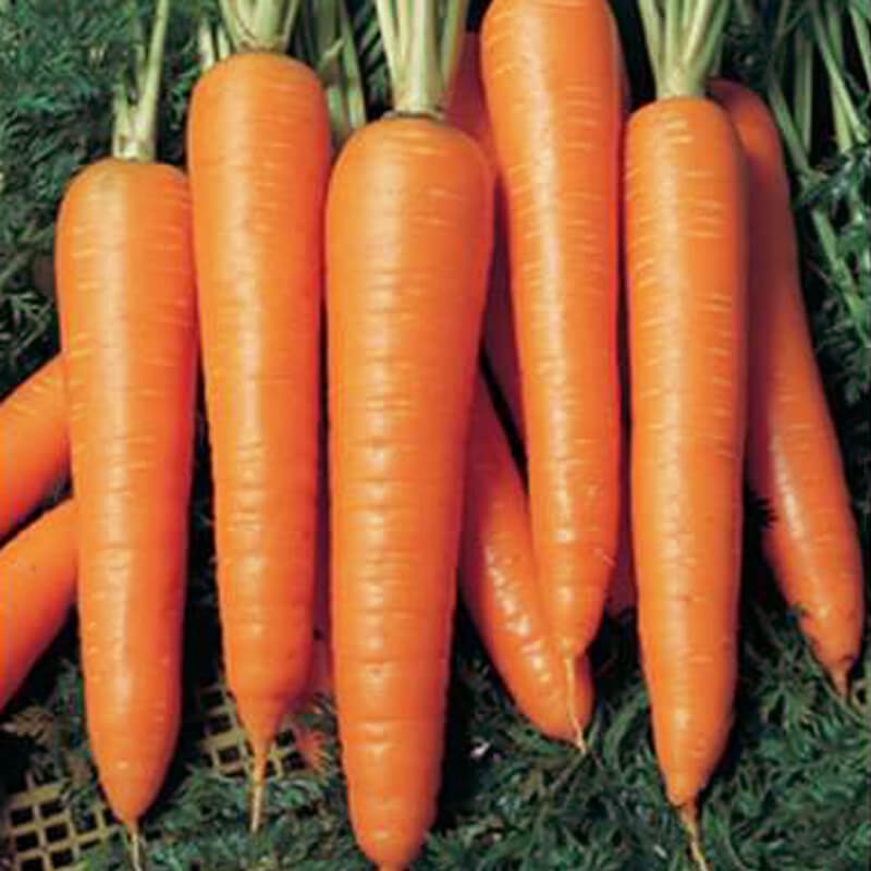 Морква Віта Лонга