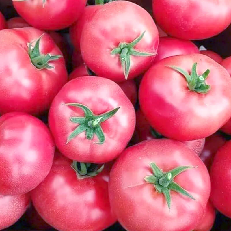 Томат Мей Шуай F1