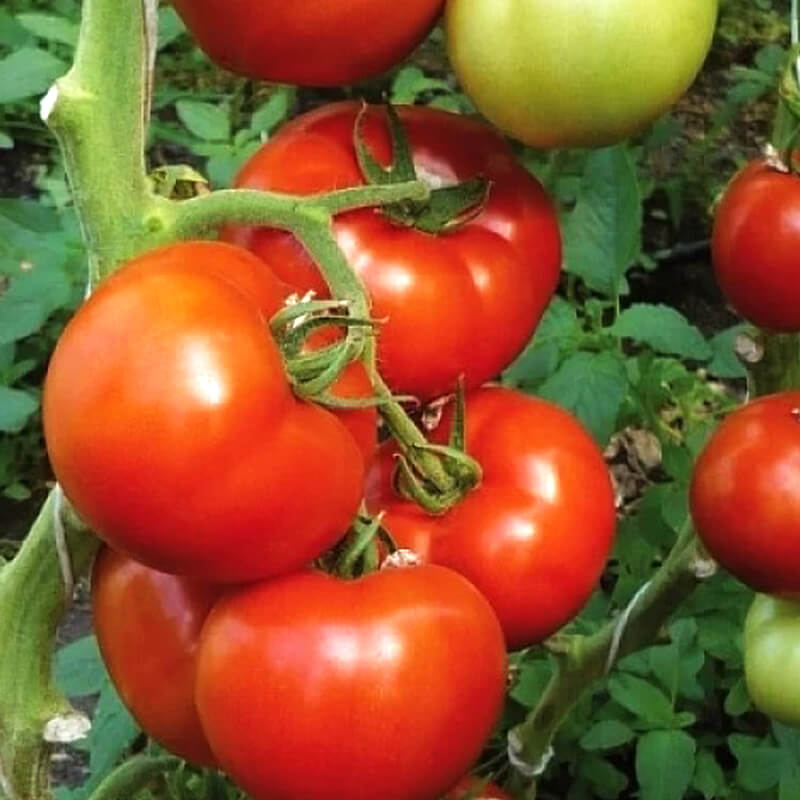 Томат Берберана F1