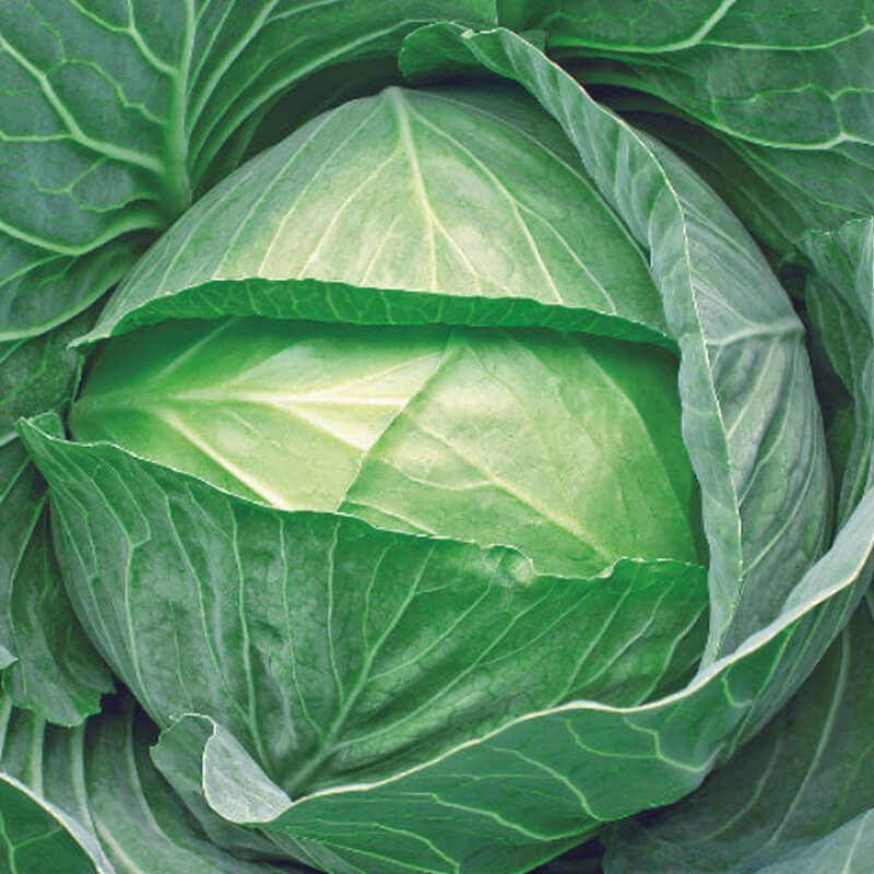 Капуста білокачанна Ярославна