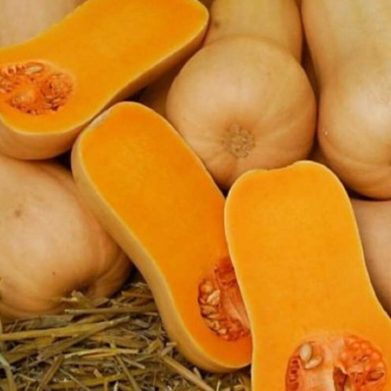 Гарбуз Арабатський