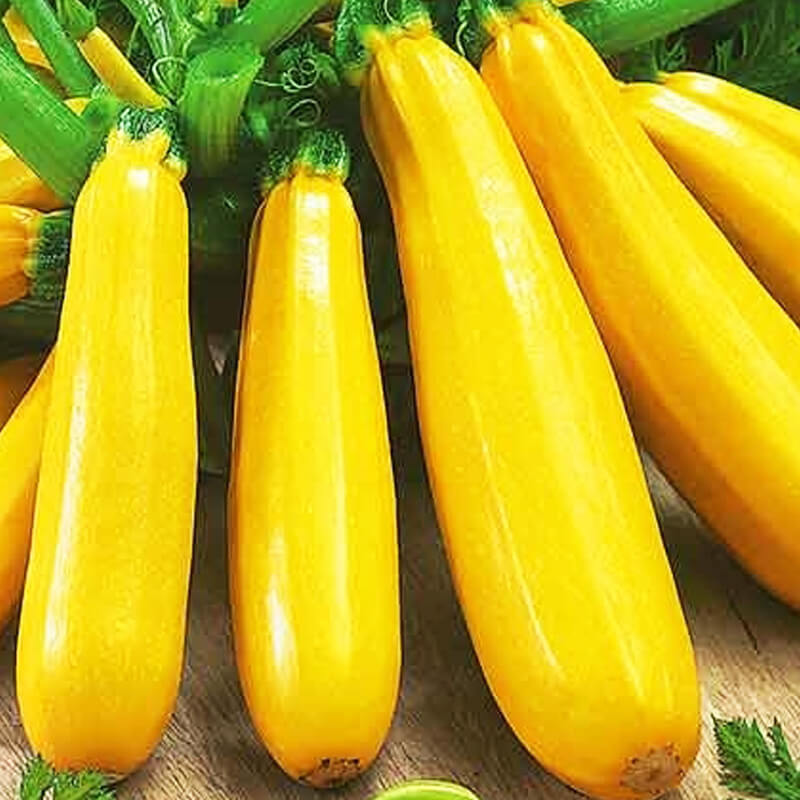 Кабачок Золотінка