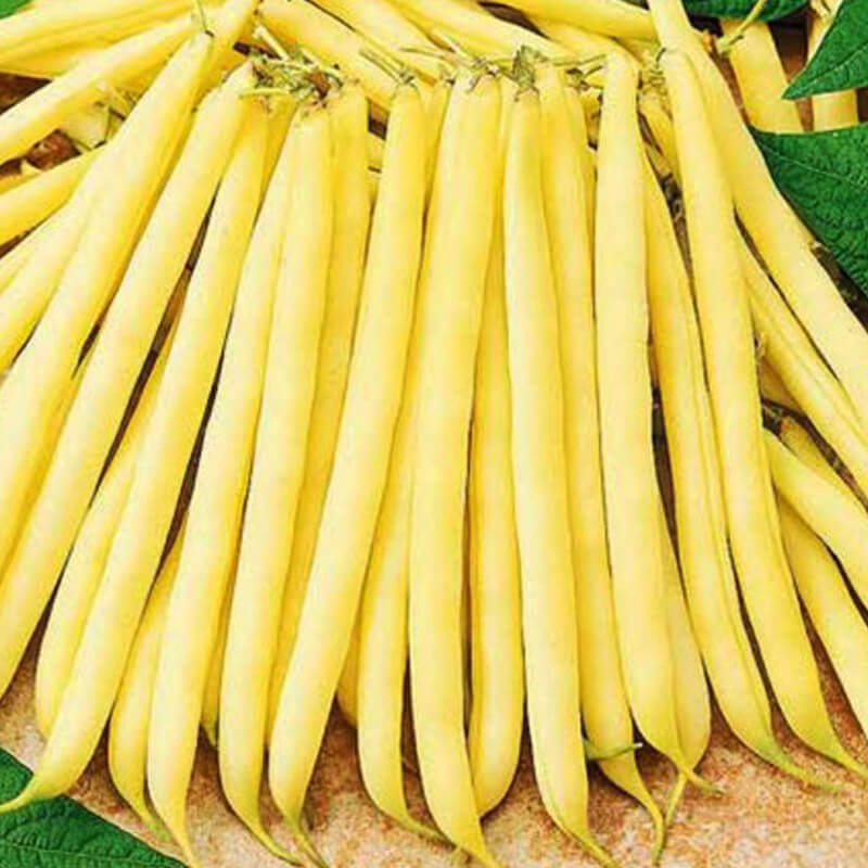 Квасоля спаржева кущова Сонеста F1