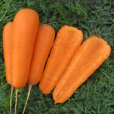 Морковь Боливар F1 - cреднеспелый гибрид моркови Нантского типа, форма Шантанэ. Растение имеет мощную ботву, с плотным креплением к корнеплоду. Плоды обычной конической формы с округлением в конце. Высокий выход товарной продукции. Подходит для позднего выращивания и хранения.