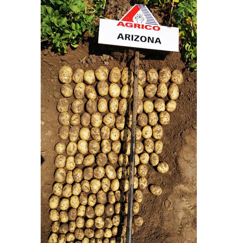 Насіннєва картопля Арізона, AGRIKO