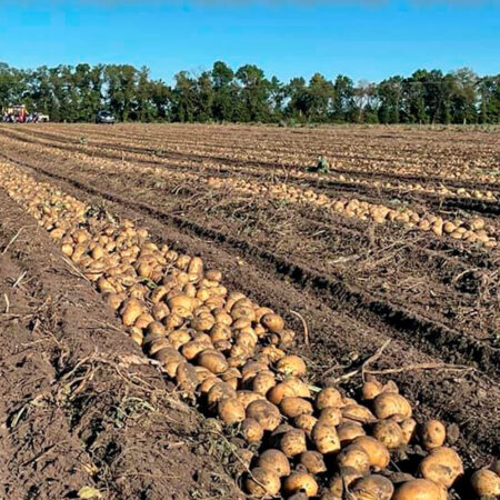 Семенной картофель Аризона, AGRIKO