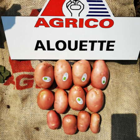Насіннєва картопля Алюетт, AGRIKO