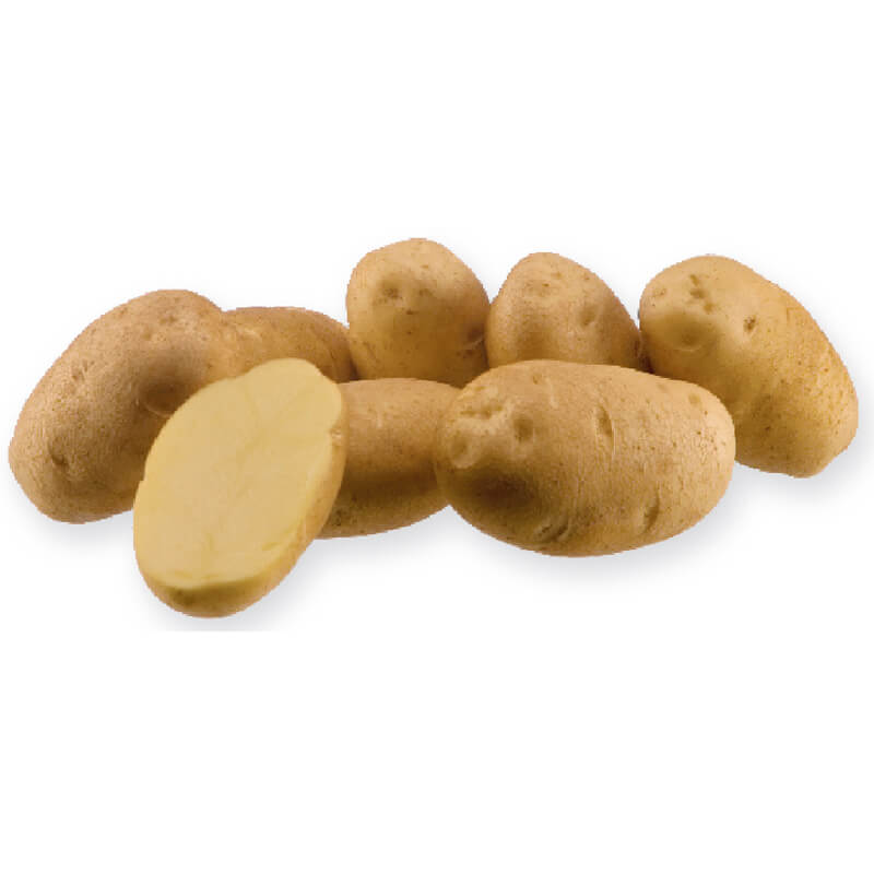 Насіннєва картопля Фонтане, AGRIKO