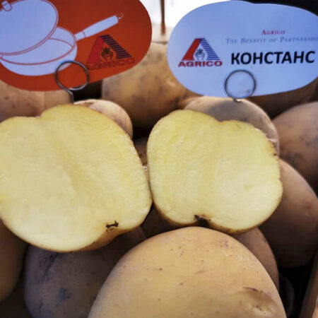 Насіннєва картопля Констанс, AGRIKO
