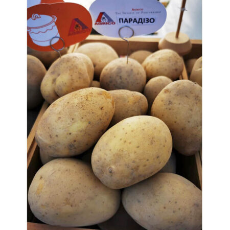 Насіннєва картопля Парадізо, AGRIKO
