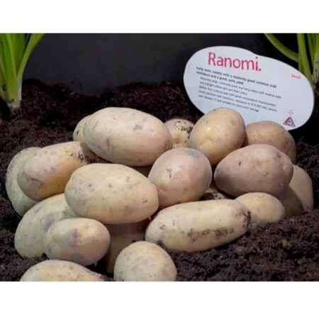 Насіннєва картопля Раномі, AGRIKO