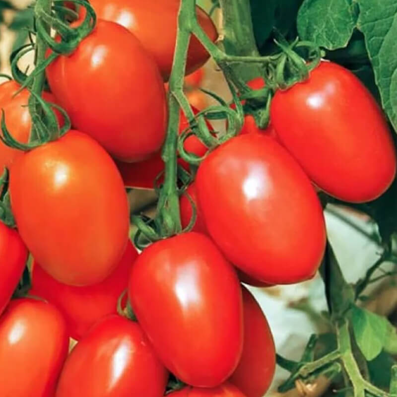 Томат Де-Барао Червоний