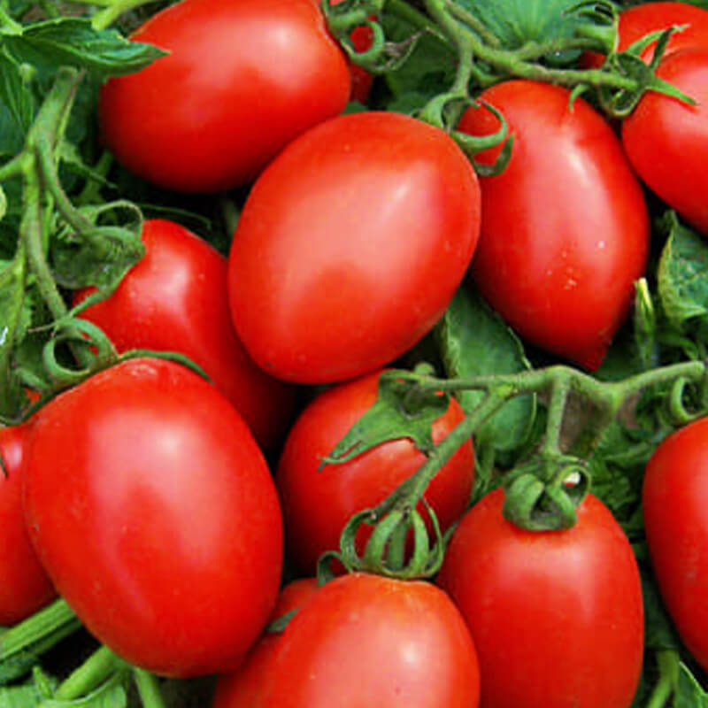 Томат Галілея F1 детермінантного типу, червоний (Hazera)