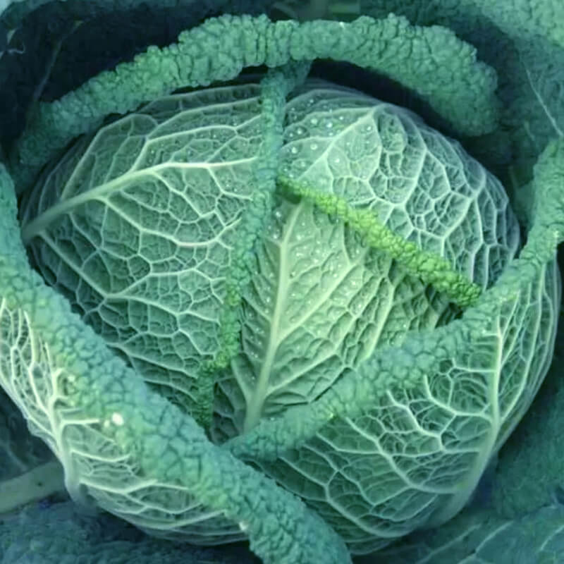 Капуста савойська Мадлен F1, Rijk Zwaan, 20нас.