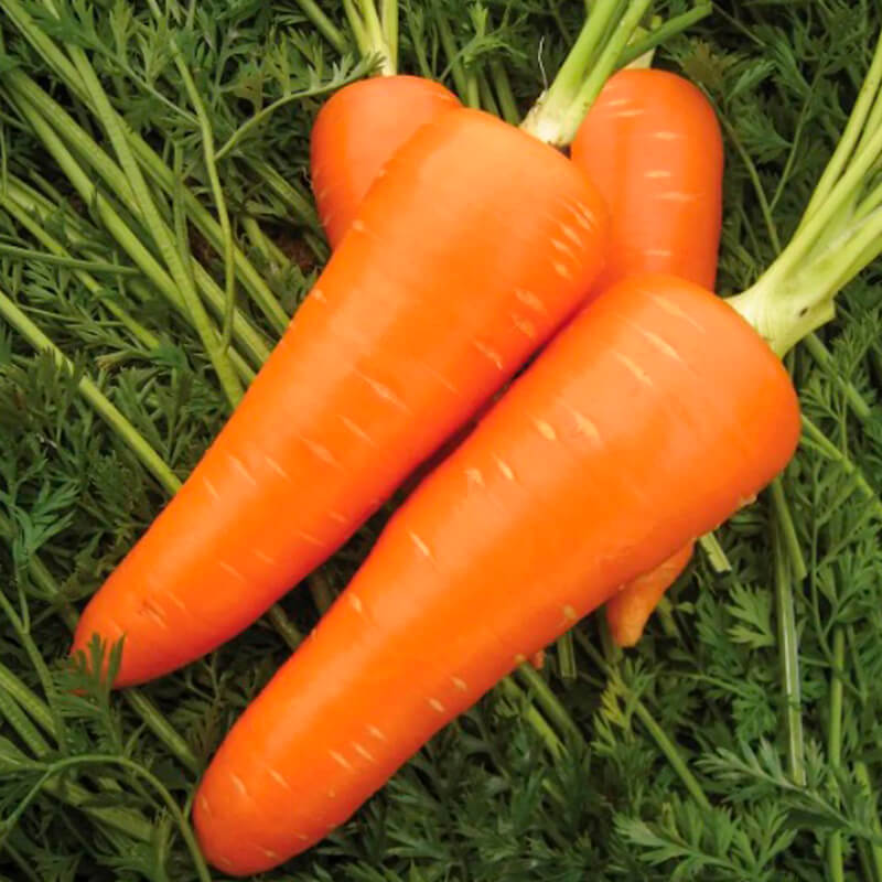 Морква Мірафлорес насіння Clause