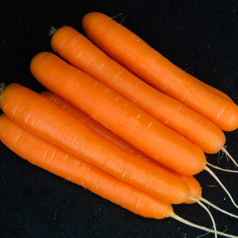 Морковь Санторин F1 семена Clause (самофасовка)