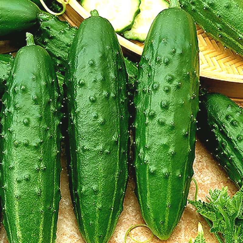 Огірок Фенікс+