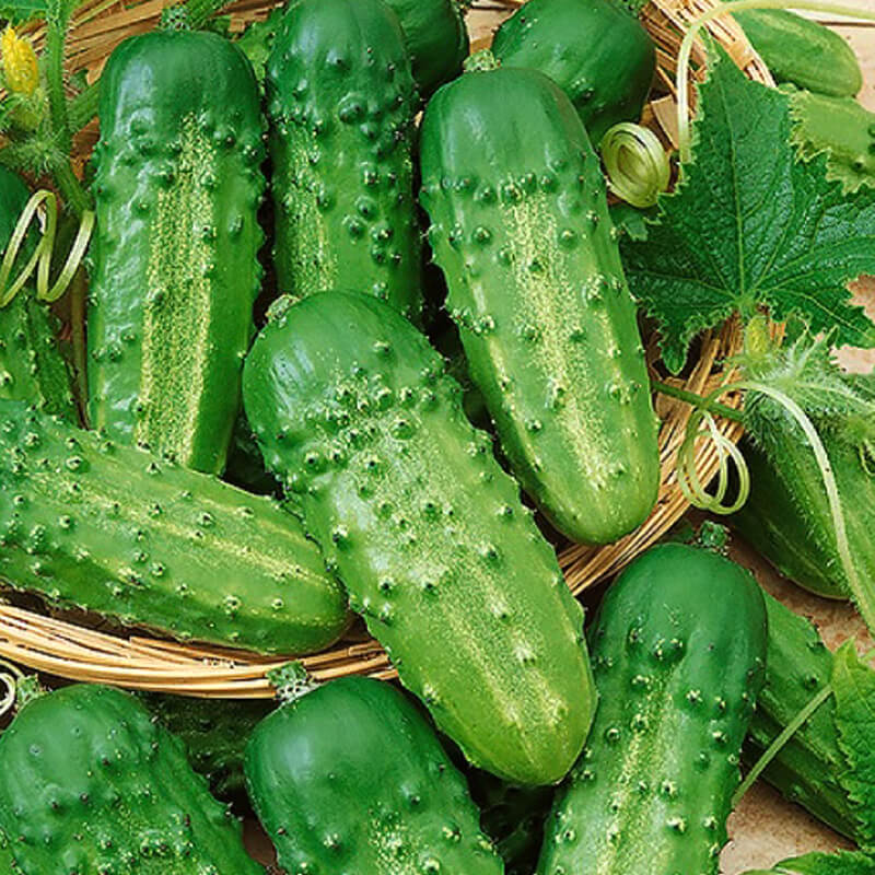 Огірок Джерело