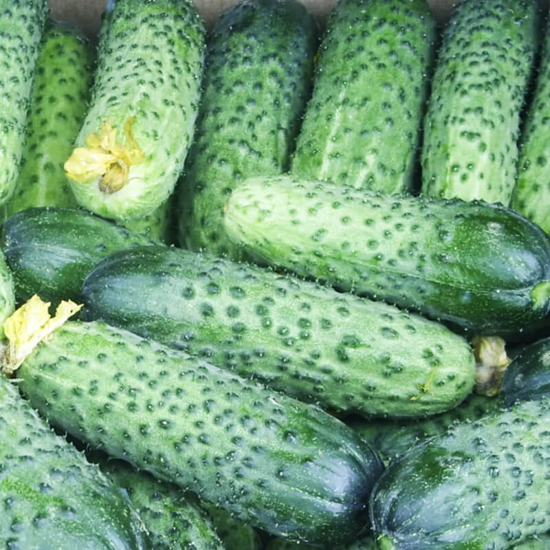 Огірок Алгамбра F1