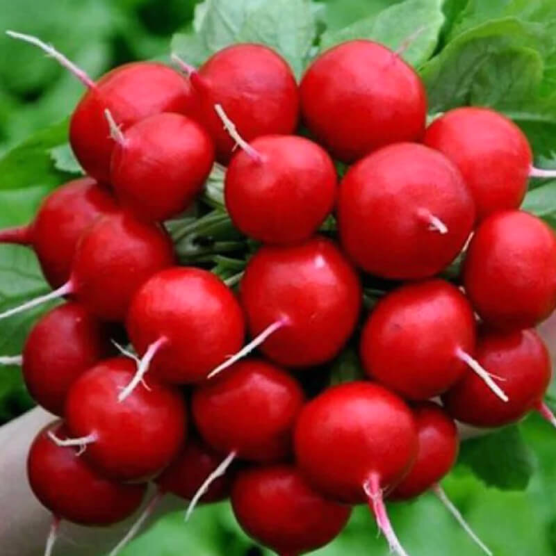 Редиска Сакса