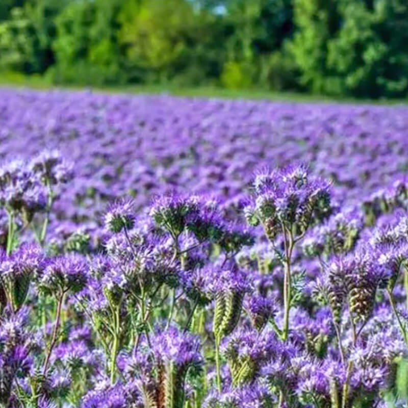 Фацелія Phacelia - Сонячний настрій