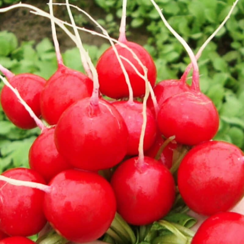 Редис Вієнна F1, ранній, Enza Zaden