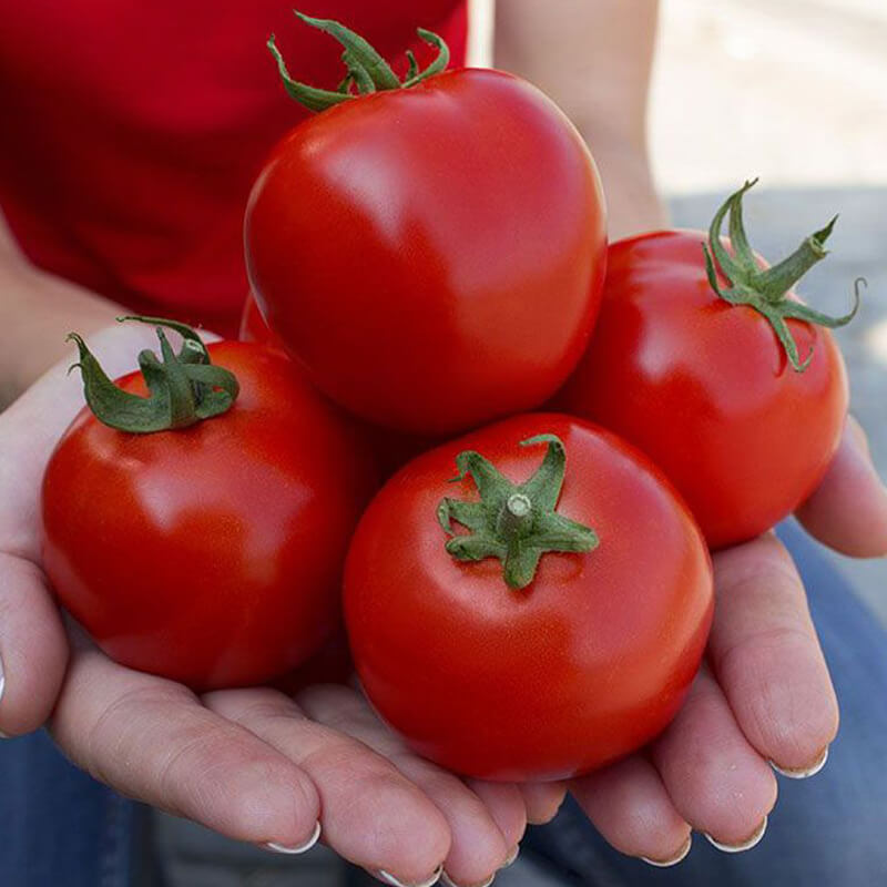 Томат Асвон F1 ранний, Kitano Seeds