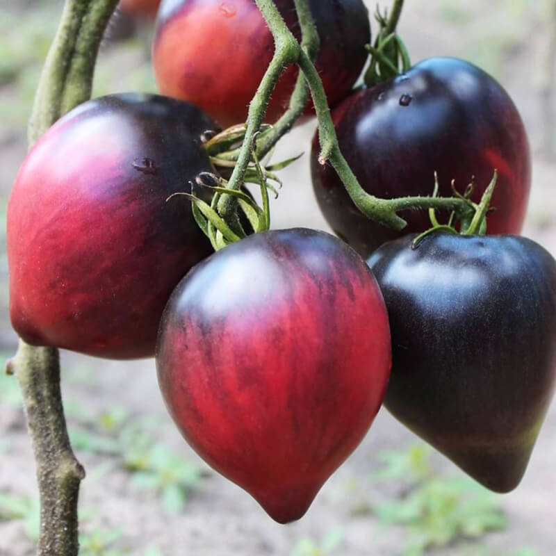 Томат Сержант Пепперс, Breeding Seeds