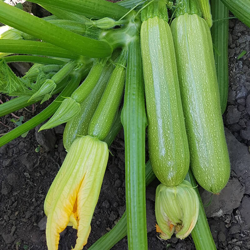 Кабачок ЙОКІ F1 (KS 2446), Kitano Seeds
