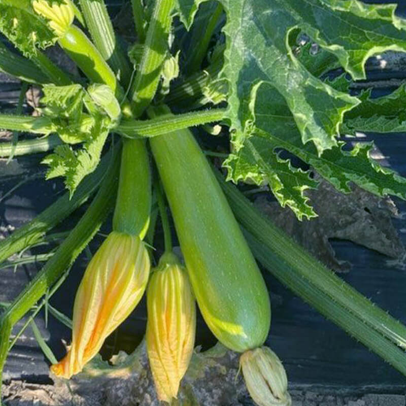 Кабачок ЯЗУМА F1, Kitano Seeds